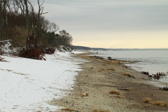 На Куршской косе на участке длиной 65 метров уничтожена авандюна