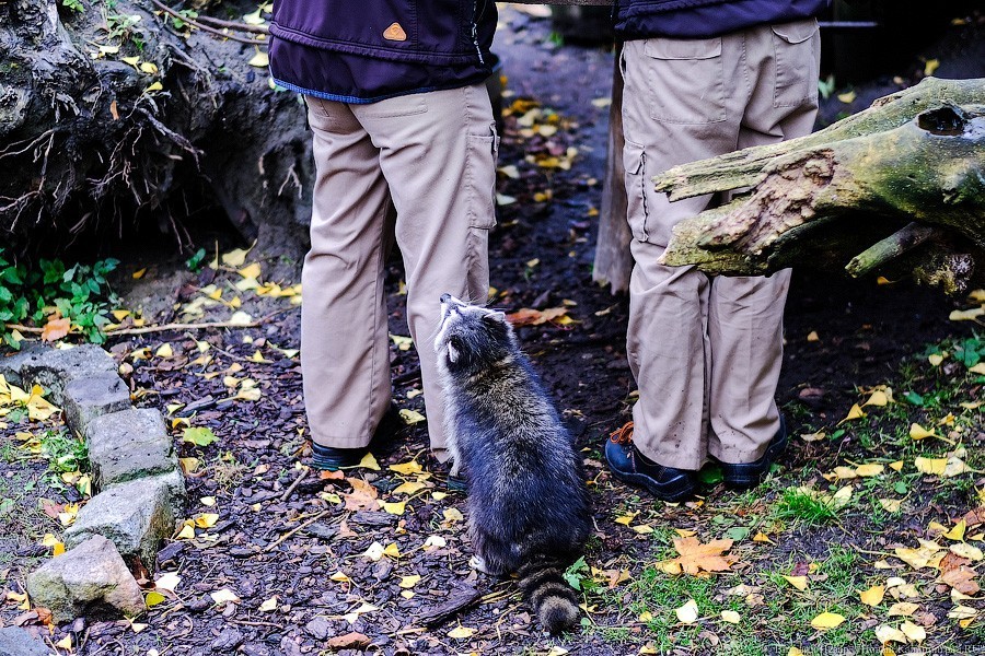 Тыква на обед, а не за билет! Показательное кормление животных в зоопарке (фото)