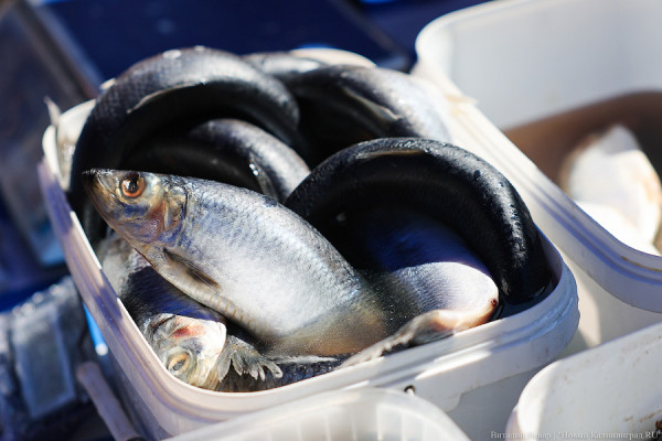 Выбираем рецепты калининградской кухни: селёдка сухого посола