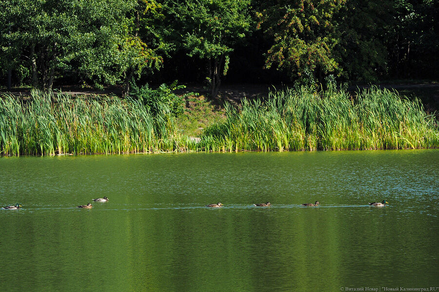 Со среды по пятницу мост через Дейму в Полесске планируют закрывать на профилактику