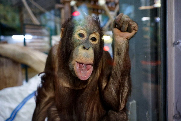 В Калининградском зоопарке показали, как орангутан Оле позирует перед камерами (видео)