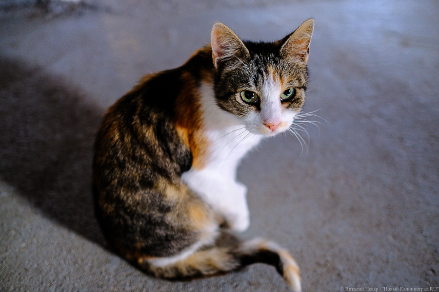 Глава центра им. Гамалеи выступил за массовую вакцинацию животных от COVID-19