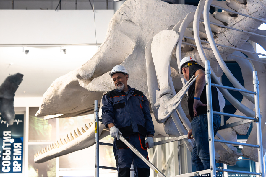 Первый «обитатель» «Планеты Океан»: скелет кашалота переезжает из «Глубины» (фото)