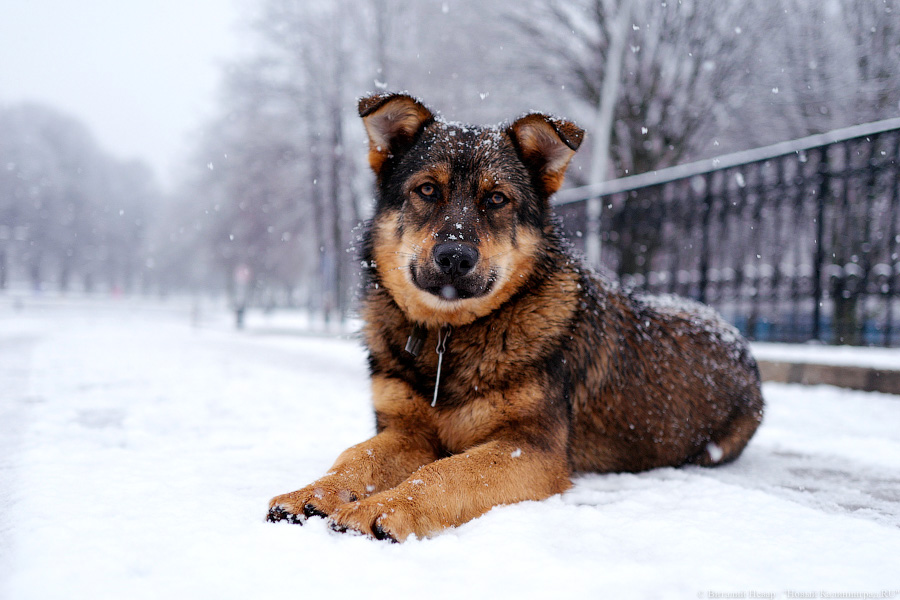 Виталий Невар / Новый Калининград
