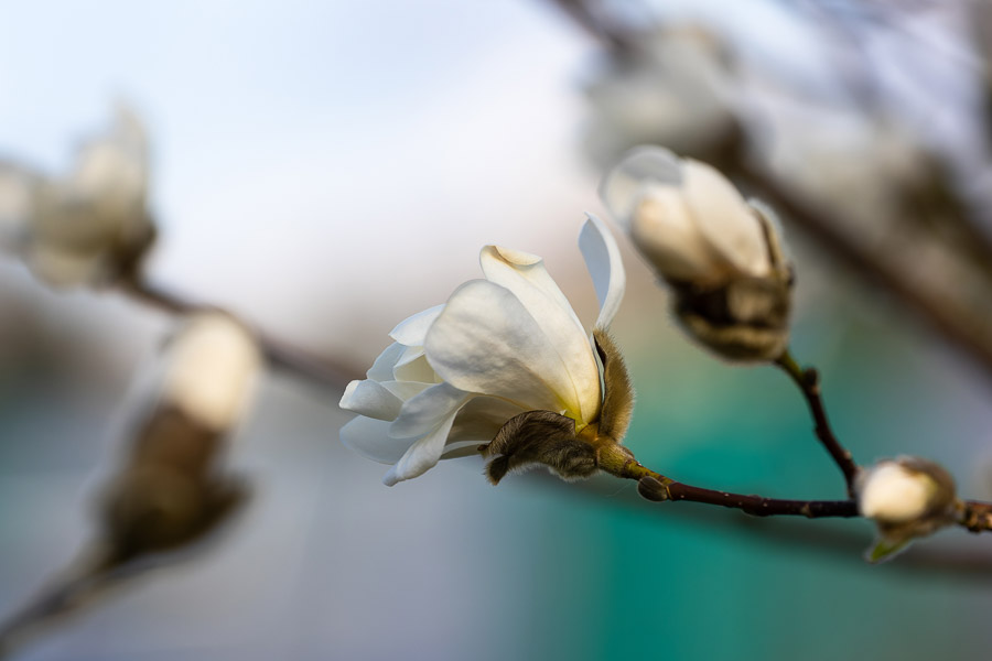 Весна в городе: посмотрите, как зацвёл Ботанический сад (фото)