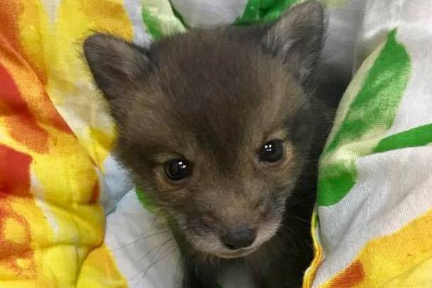 Фото предоставлено пресс-службой национального парка «Куршская коса»