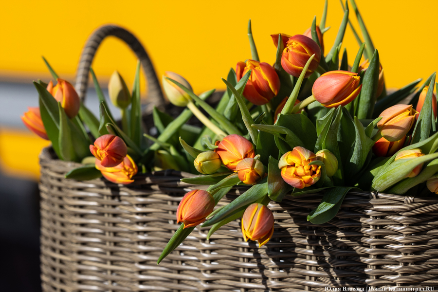 Цветочные баррикады: как выглядят улицы Калининграда 8 марта (фото)