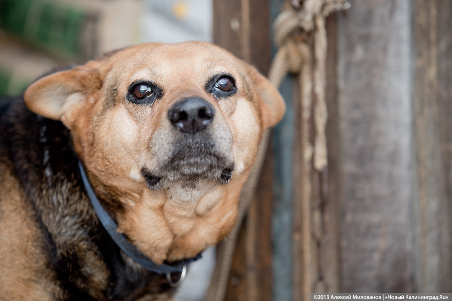 Куратор передержки для бездомных животных: «Они становятся как родные»