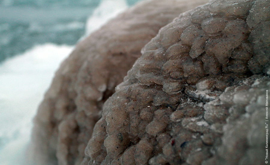 "Сцены у моря": фоторепортаж "Нового Калининграда.Ru"