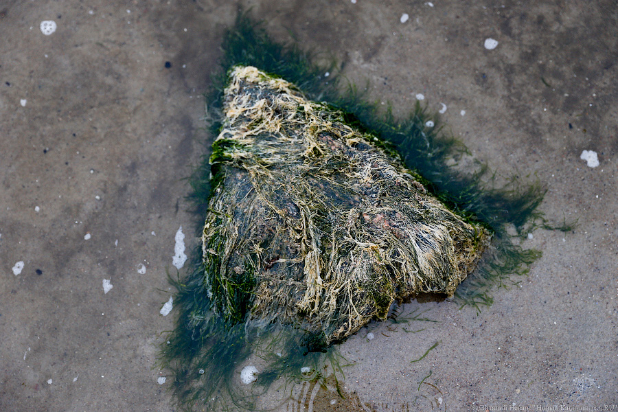 Лучше Афродиты: море подарило калининградцам остатки реликтового леса (фото)
