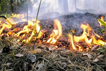 В регионе в 4 раза сократилось число лесных пожаров