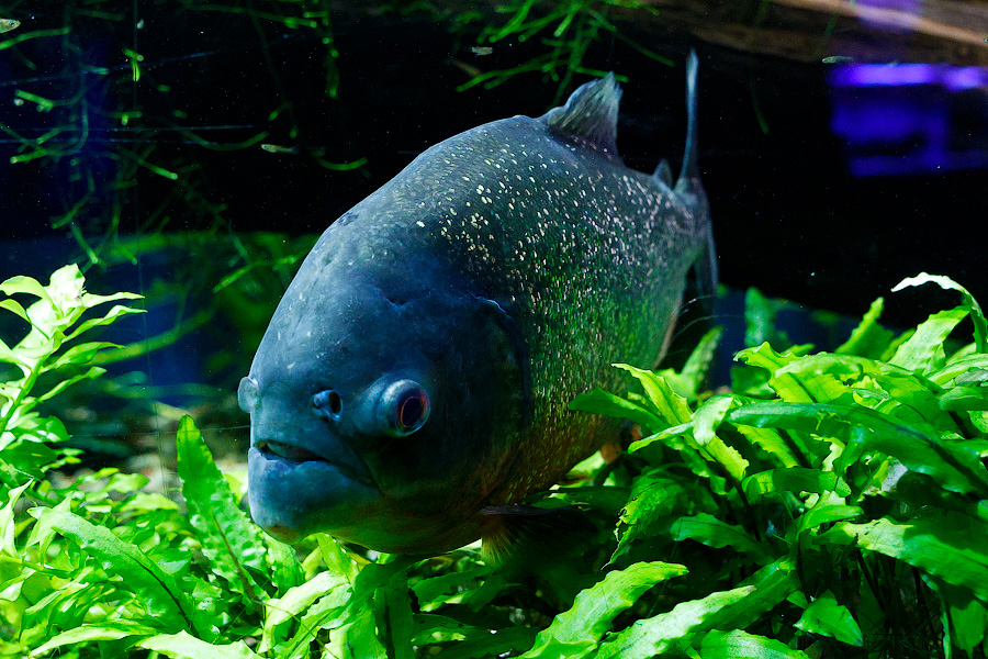 Baby Shark: в Музее Мирового океана родились «акулята-котята» (фото)