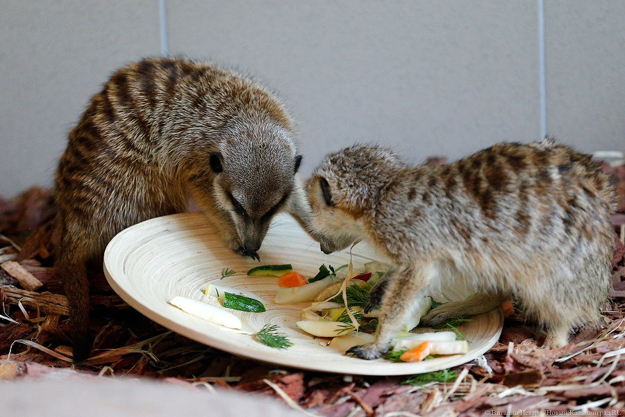 Просто милашки: в Калининградском зоопарке обживаются две самки сурикатов