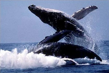 В Калининграде отмечают день кита