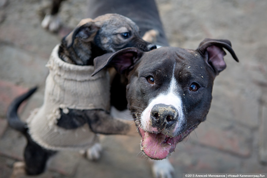 Куратор передержки для бездомных животных: «Они становятся как родные»