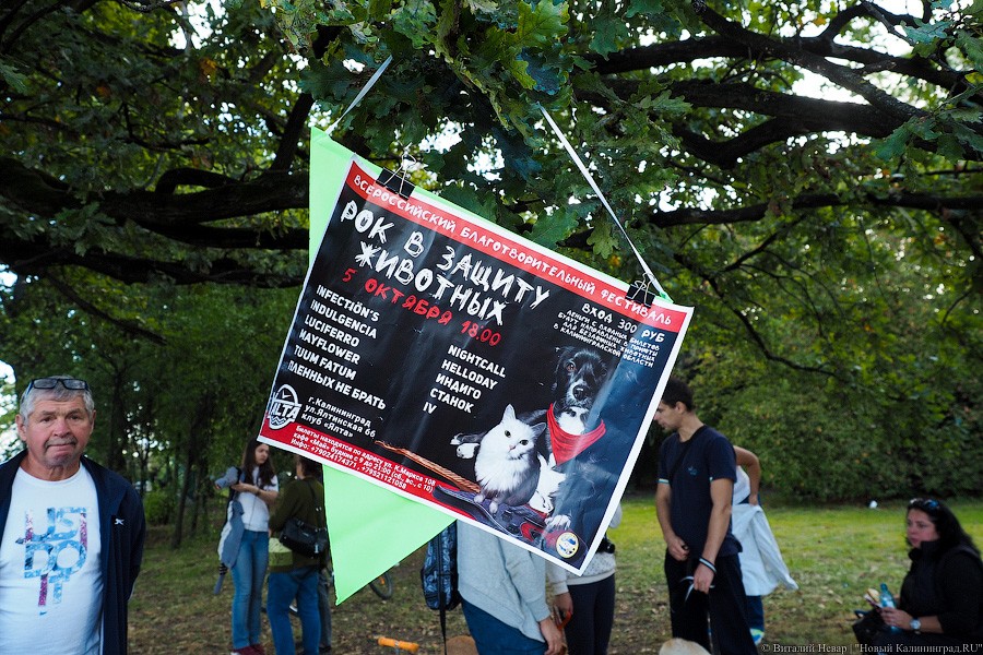Подари мне дом: на Верхнем озере организовали выставку бездомных животных