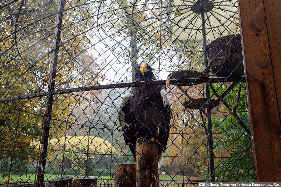 Звериные тропы: прогулка по зоопарку
