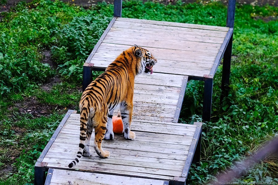 Тыква на обед, а не за билет! Показательное кормление животных в зоопарке (фото)