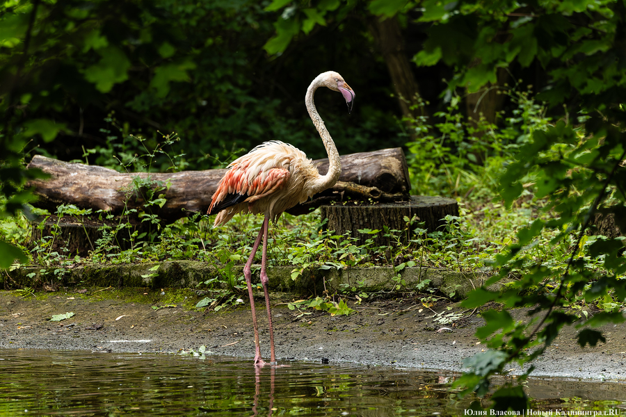 Вольные птицы: в зоопарке Калининграда пернатых выпустили в водоемы (фото)