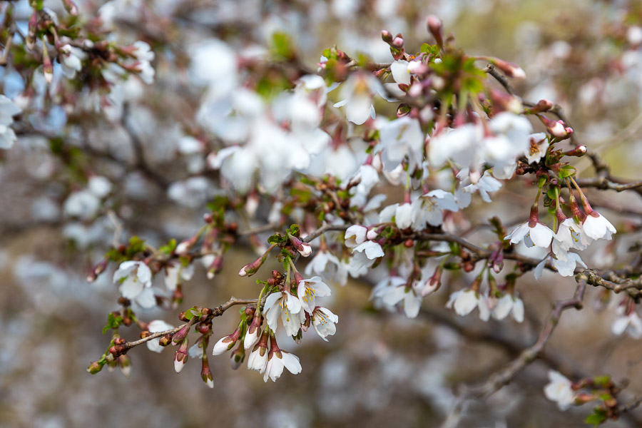 Весна в городе: посмотрите, как зацвёл Ботанический сад (фото)