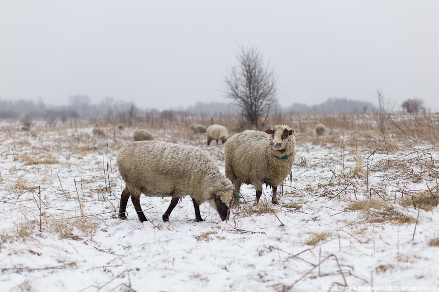 Фермер Сергей Семенов: «Тринадцать минут — и с барана китель снят»