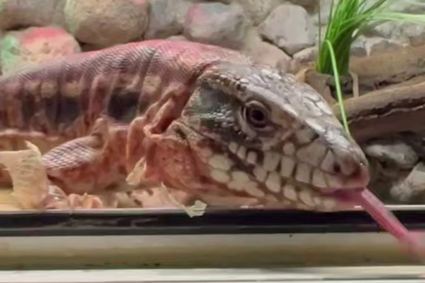 Зоопарк готовит новый вольер для ящериц, которые вырастают до 140 сантиметров (видео)