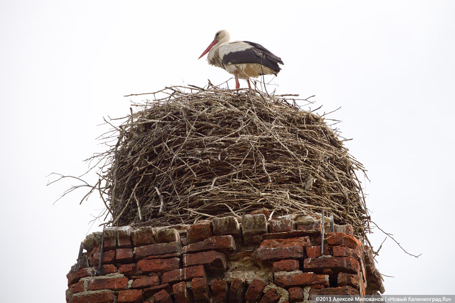 «А денег нет»: в переданной РПЦ кирхе 14-го века в Храброво валяются человеческие кости