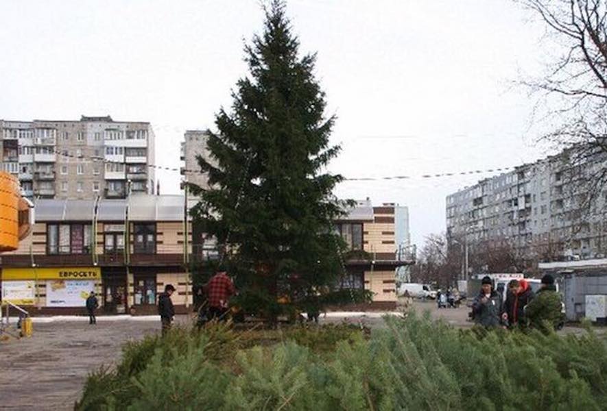 В Балтийске хотят украсить к Новому году 15-метровую натуральную ель (фото)