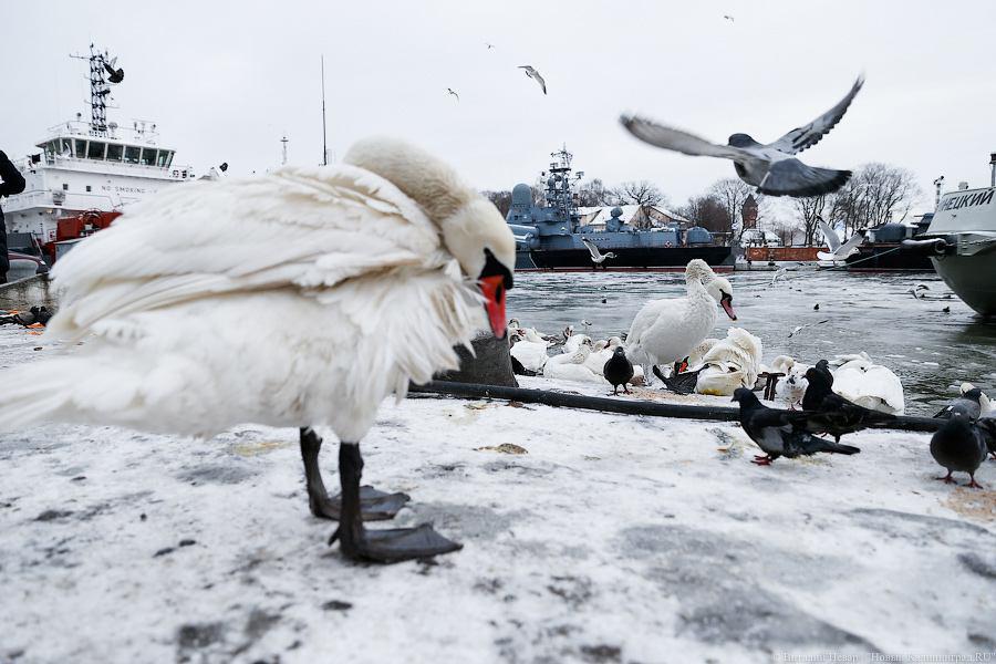 Лебеди, зимующие в акватории базы Балтийского флота РФ в Калининградской области