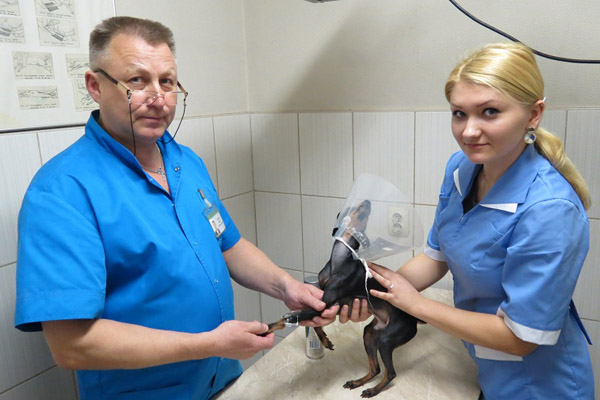 В Калининграде открылась первая ветеринарная экспресс-лаборатория