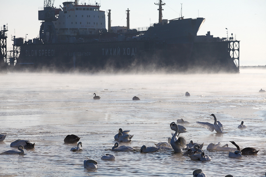 Сотня белых лебедей: как в Балтийске поддерживают замерзающих птиц