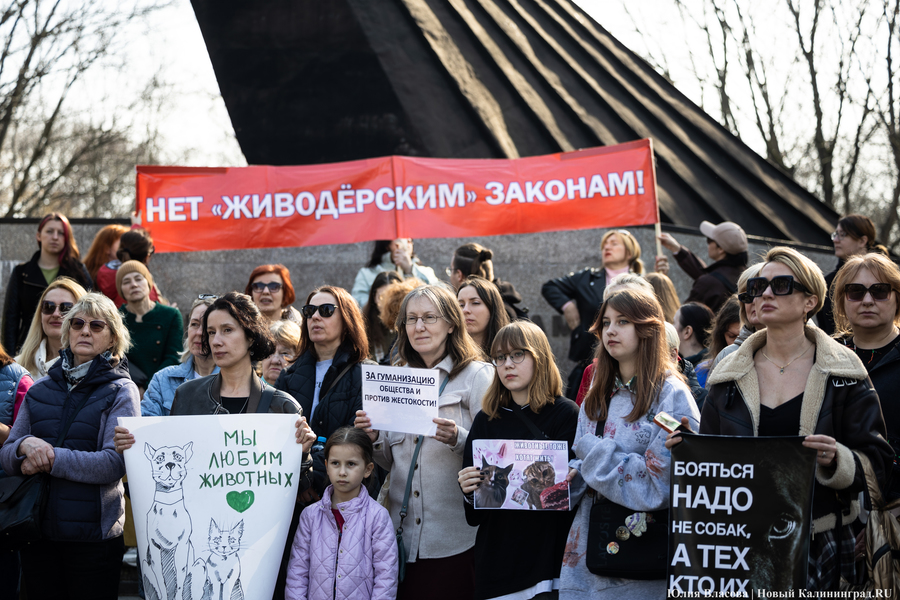 В защиту братьев меньших: в Калининграде прошёл митинг против убийства животных (фото)