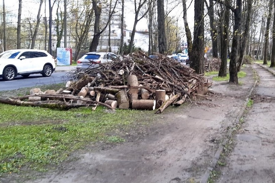 Мэрия предлагает горожанам забрать на дрова спиленные на субботнике деревья