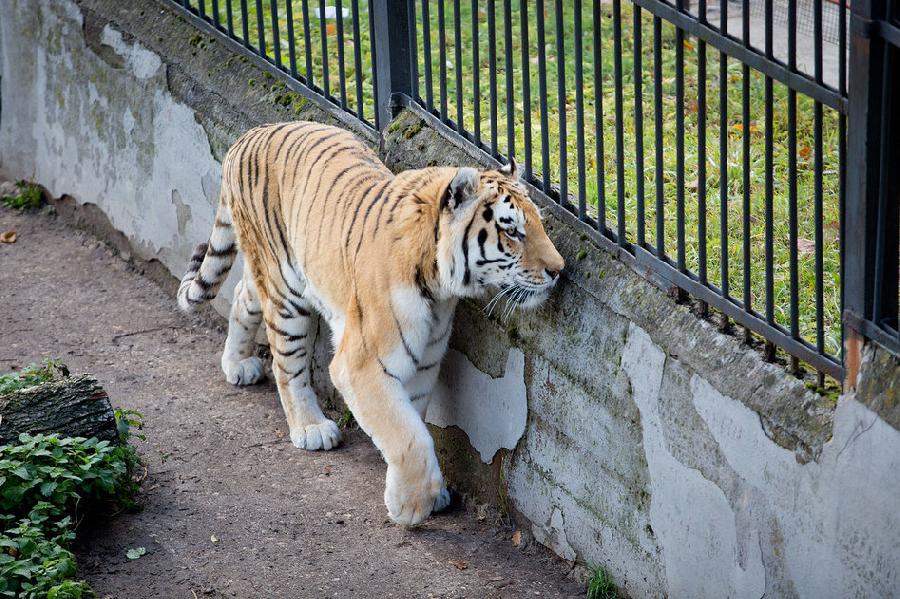 В Калининградском зоопарке снова учились ловить «сбежавшего тигра» (видео)