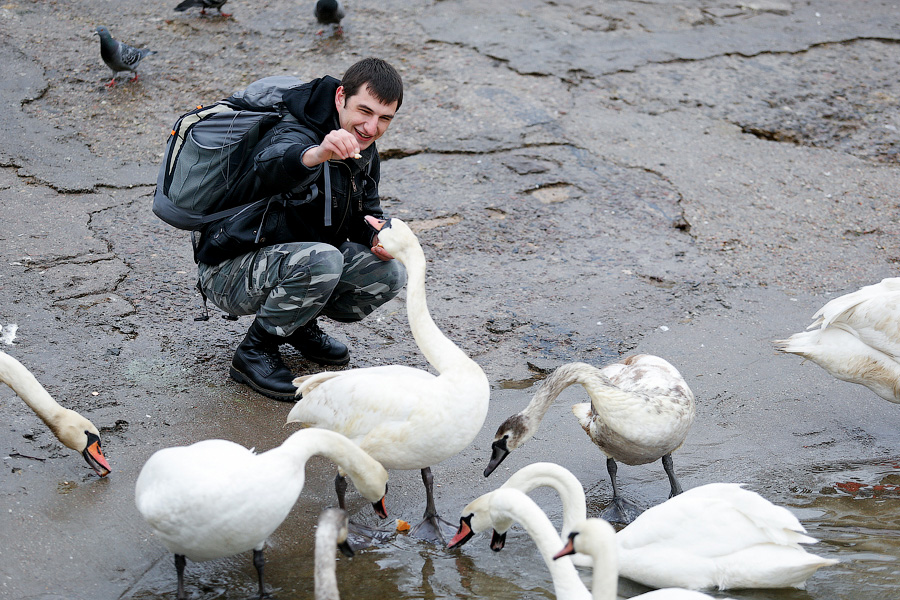 Военно-морской лебедь: зимовка птиц в Балтийске (фото)