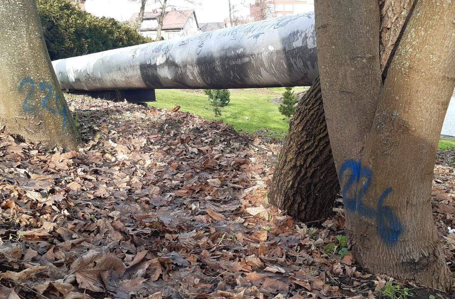 В мэрии рассказали, с чем связана нумерация деревьев в районе Верхнего озера