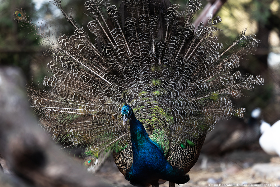 И пух, и перья: как в Калининградском зоопарке отметили День птиц (фото)