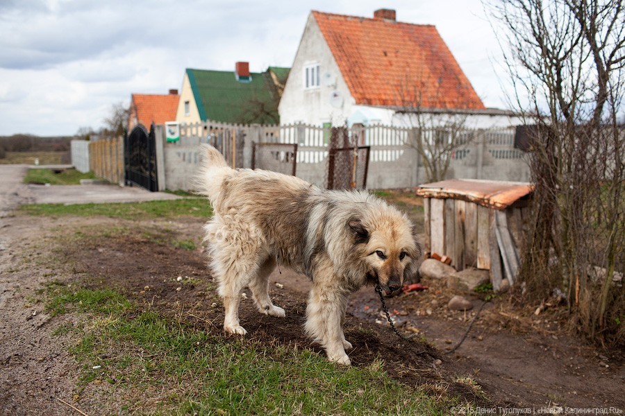 В Полесском районе собираются построить приют для тысячи собак