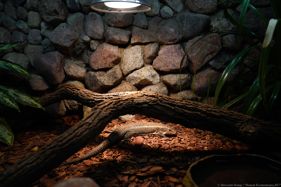 Жаба, гадюка и другие: в зоопарке открылся террариум после ремонта (фото)