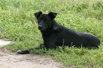 Власти Пионерского готовы платить по 2 тыс рублей за убитую собаку