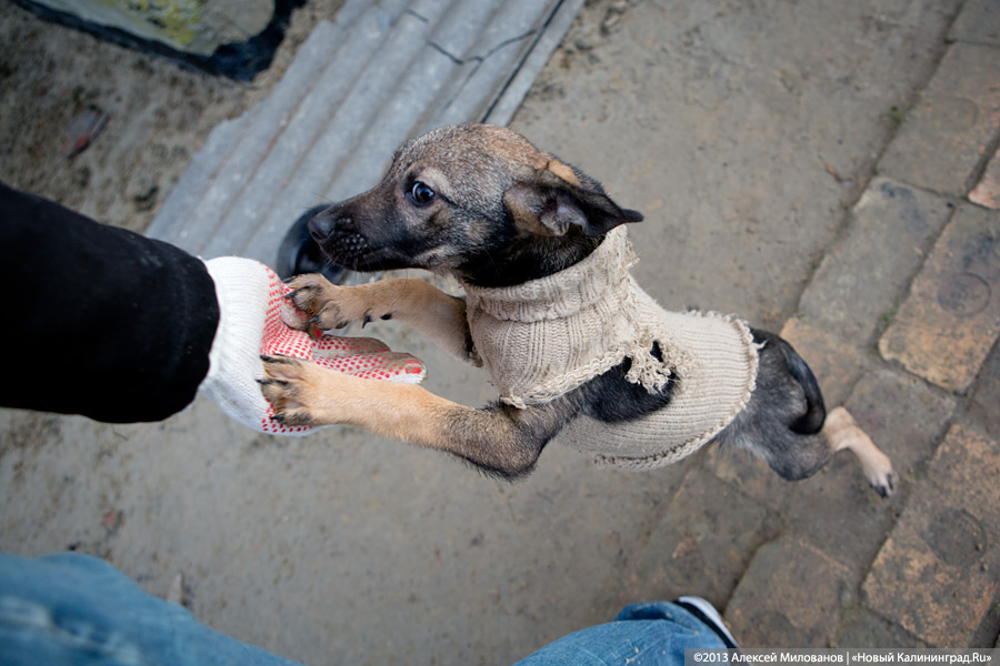 Куратор передержки для бездомных животных: «Они становятся как родные»