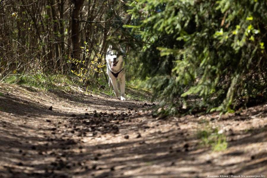 Совсем не Джек Лондон: как калининградцы с питомцами соревновались в ездовом спорте (фото)