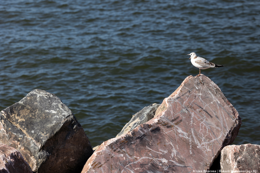 С видом на море и стройку: как выглядит пляж в Светлогорске этим летом