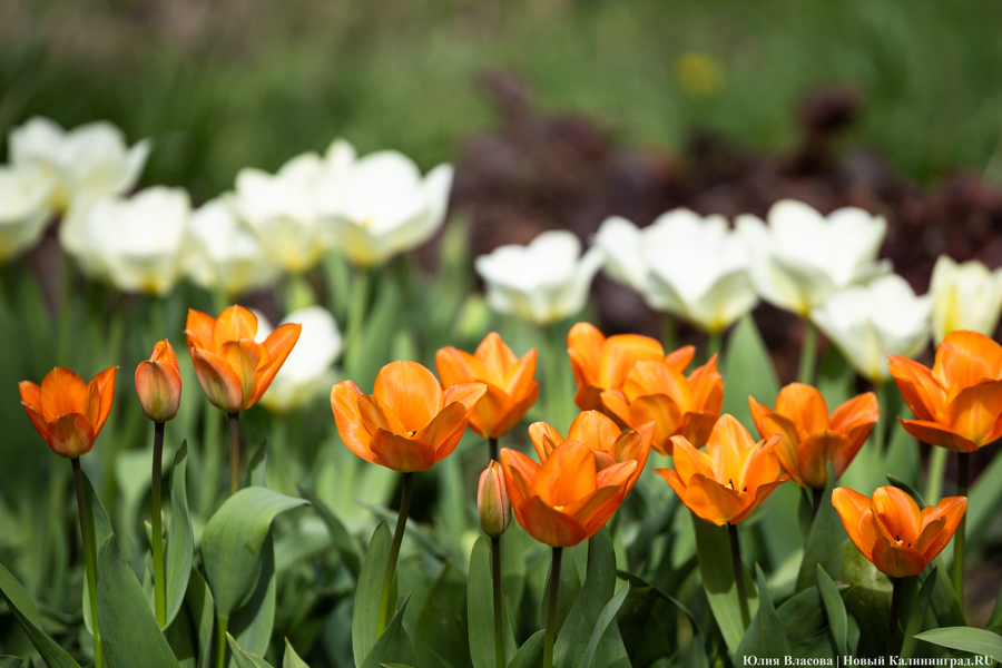 Показываем, как в Ботаническом саду цветут магнолии (фото)