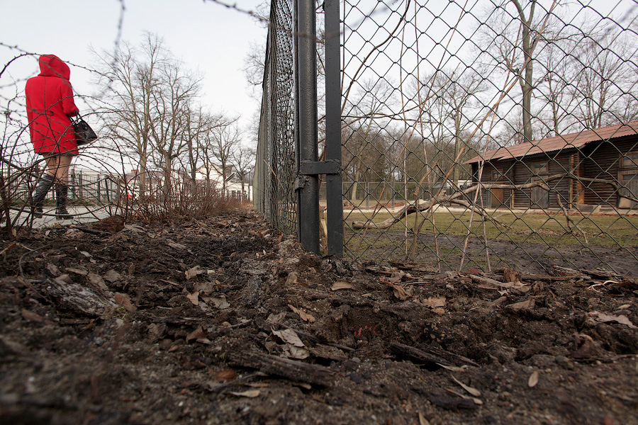 «Собаки уже неделю рвали забор»: что произошло с кенгуру в Калининградском зоопарке