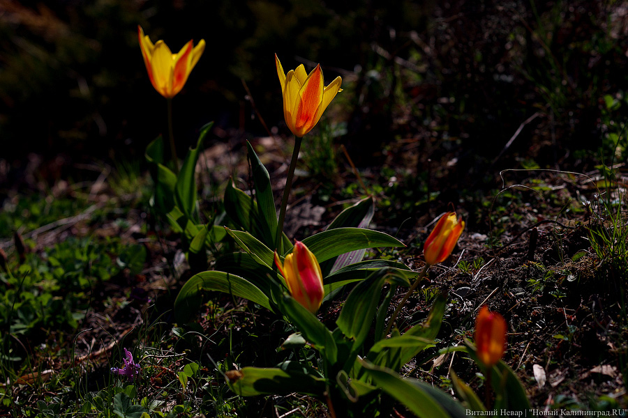 Эффект «тюльпанового поля» и мини-экспозиции: в Ботсаду поделились планами на 2026-й