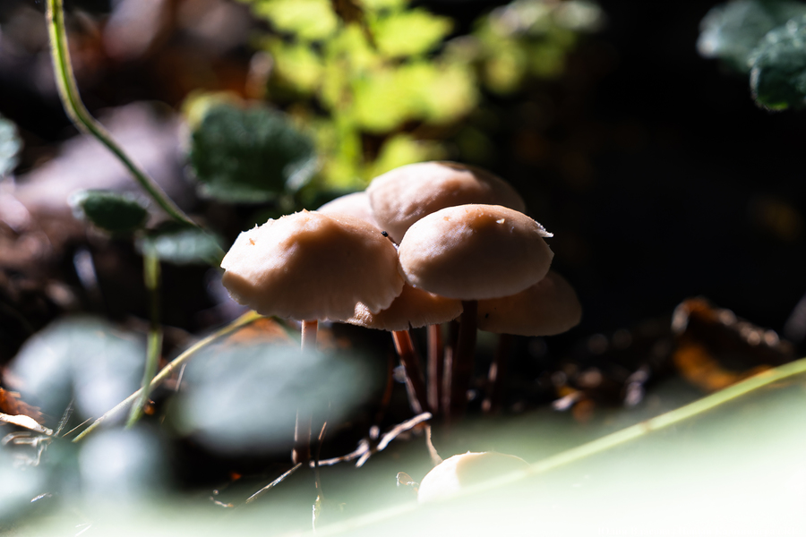 Они пошли: фоторепортаж с открытия «тихой охоты» в Калининградской области (фото)