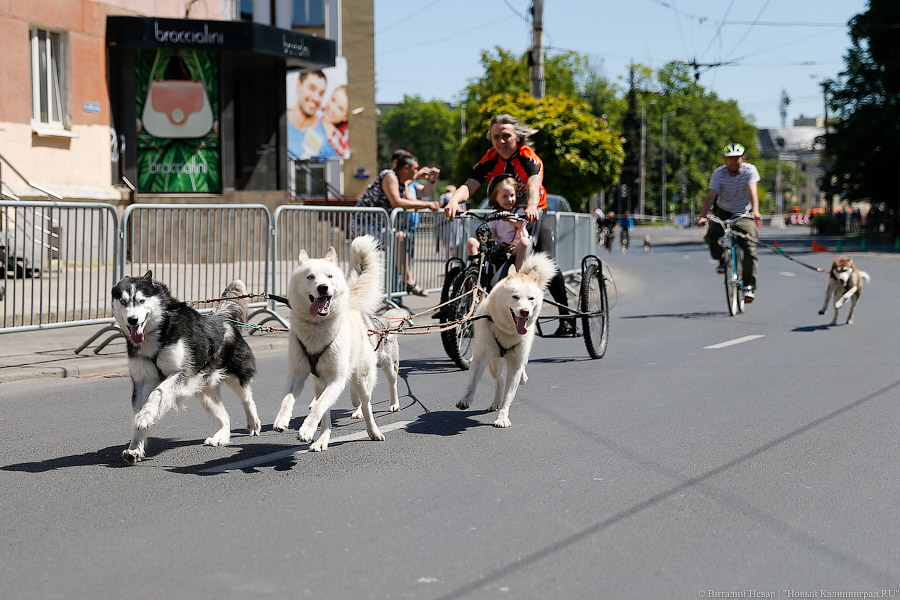 Велосипедное счастье: как прошел седьмой День колеса в Калининграде (фото)