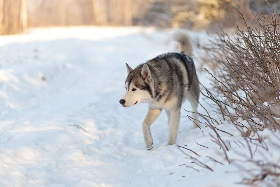 «Сказки о хаски»: фоторепортаж с тренировки ездовых собак и интервью с владельцами