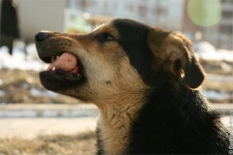 Из-за карантина по бешенству в Калининграде перенесена выставка собак 